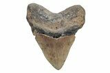 Fossil Megalodon Tooth - North Carolina #219964-2